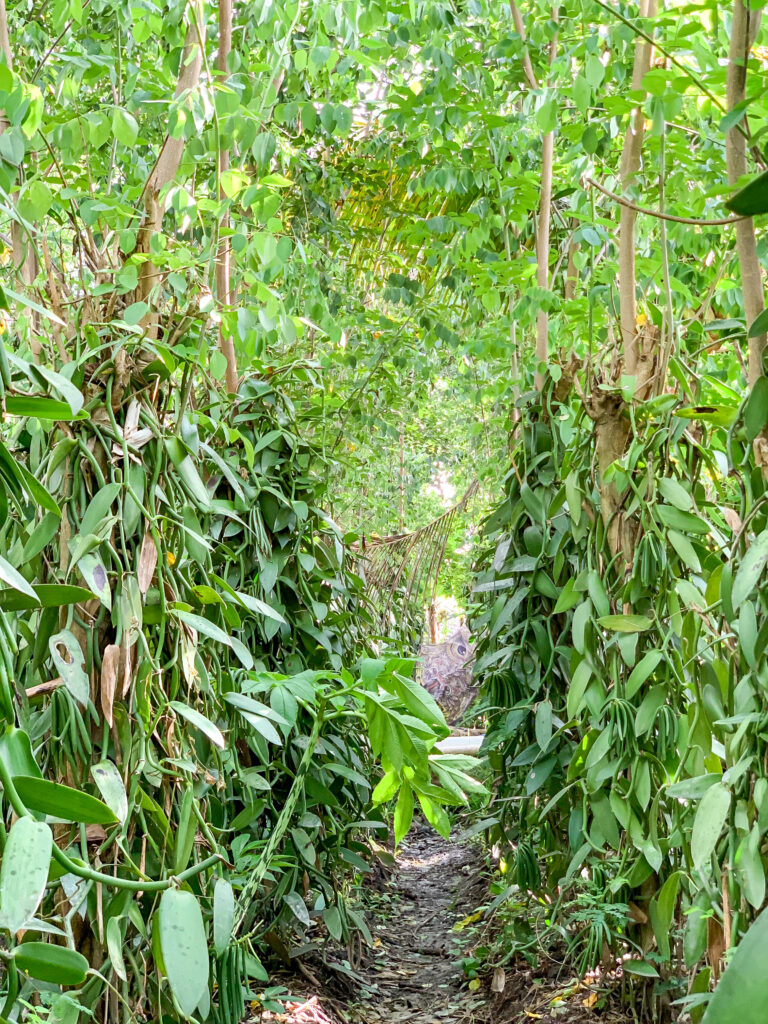 Vanilla plantation in Bali