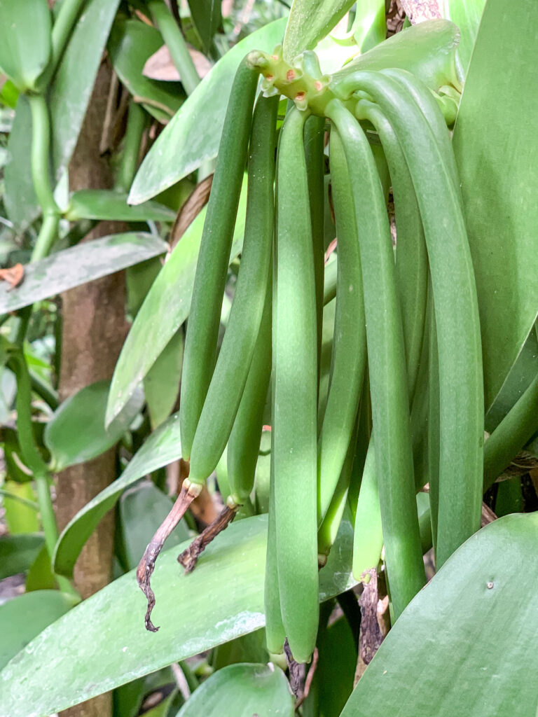 Vanilla beans hanging from a vanilla plant